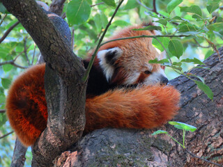 Red panda in the tree. Red panda.