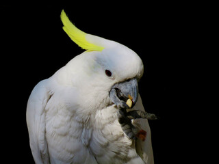 Yellow-crested cockatoo eating, portrait of a white cockatoo. The yellow-crested cockatoo also known as the lesser sulphur-crested cockatoo.