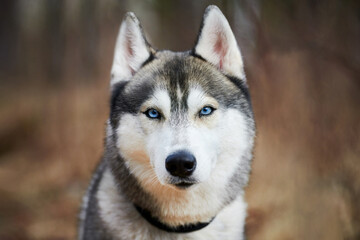 Siberian Husky dog portrait with blue eyes and gray coat color, cute sled dog breed. Friendly husky...