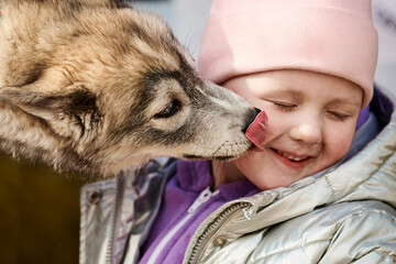 Siberian Husky puppy licking little girl face, happy friendship of dog and little child, cute Husky dog kissing smiling child. Happy smiling girl and dog sweet hugs on autumn outdoor - obrazy, fototapety, plakaty