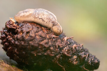 Slug on pine cone in forest, autumn