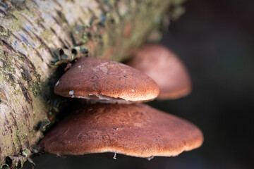 Birch Polypore or razorstrop fungus on birch tree close-up view