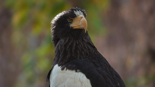 Steller's sea eagle (Haliaeetus pelagicus). Wildlife animal. detail portrait of rare bird. Close-up portrait of beautiful proud bird. 4K slow motion 120 fps video, ProRes 422 high quality