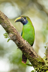 Emerald toucanet or northern emerald toucanet (Aulacorhynchus prasinus) is a species of near-passerine bird in the Ramphastidae family occurring in mountainous regions of Mexico and Central America.