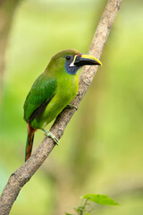 Emerald toucanet or northern emerald toucanet (Aulacorhynchus prasinus) is a species of near-passerine bird in the Ramphastidae family occurring in mountainous regions of Mexico and Central America.