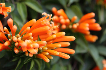 オレンジ色の花
