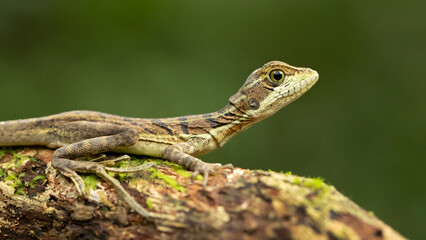 Common basilisk (Basiliscus basiliscus) is a species of lizard in the family Corytophanidae. The...