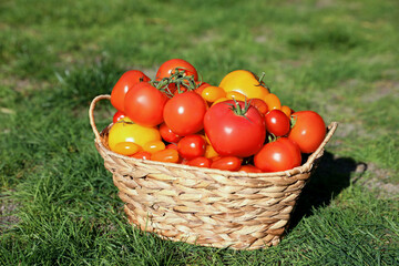 Wicker basket with fresh tomatoes on green grass outdoors