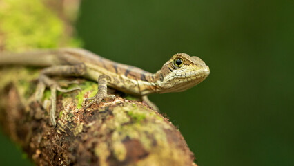 Common basilisk (Basiliscus basiliscus) is a species of lizard in the family Corytophanidae. The species is endemic to Central America and South America