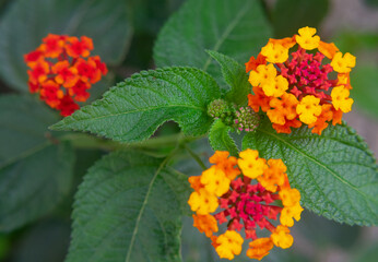 red and yellow flower