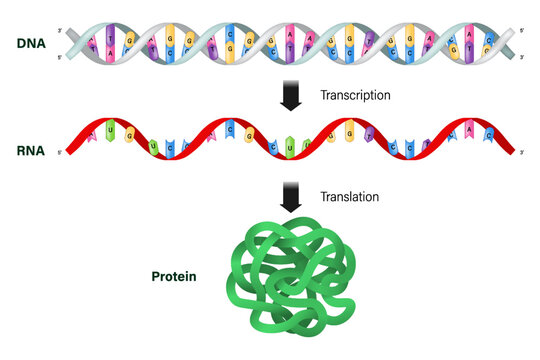 Transcription and translation. DNA, mRNA and Protein. Protein synthesis.