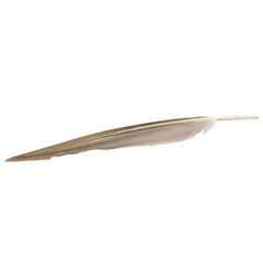 a single black or dark feather