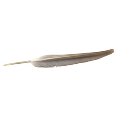 a single black or dark feather