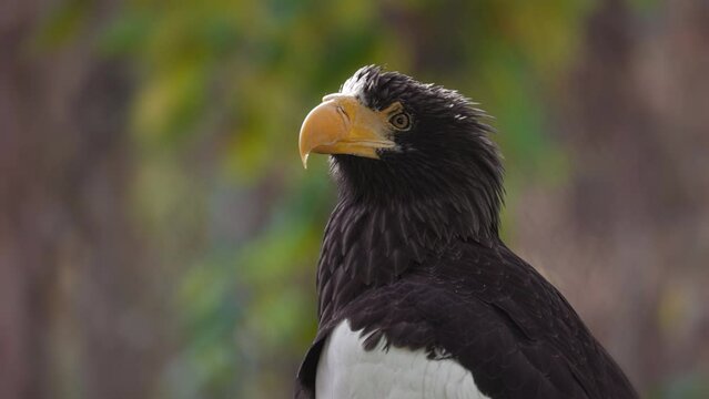 Steller's sea eagle (Haliaeetus pelagicus). Wildlife animal. detail portrait of rare bird. Close-up portrait of beautiful proud bird. 4K slow motion 120 fps video, ProRes 422 high quality
