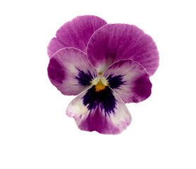 Pansy spring beautiful flower white background.