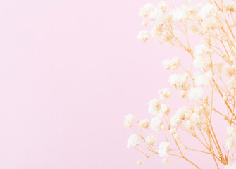 Naklejka na ściany i meble Beautiful flower background of pastel gypsophila flowers. Flat lay, top view.