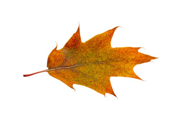 Autumn maple leaf bright on white background.
