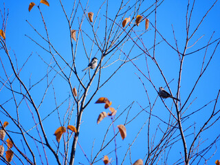日本、神奈川県、秋、木の枝で休む小鳥