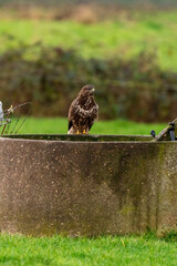 Common buzzard sitting the edge of an old well in a green lawn