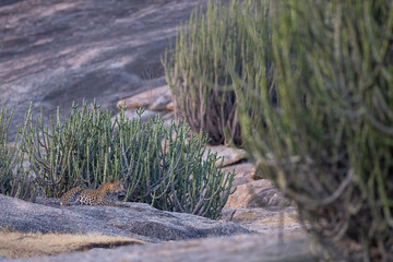 Indian Leopard from Bera Rajasthan. Few places in India where Leopard and human co-exit with minimum conflict 