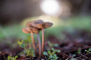 Small mushrooms in the pine forest.
