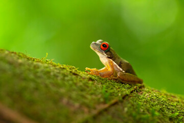 Rufous-eyed brook frog or rufous-eyed stream frog (Duellmanohyla rufioculis), is a species of frog in the family Hylidae.