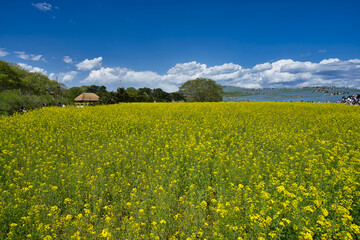 Obraz premium ひたち海浜公園の菜の花
