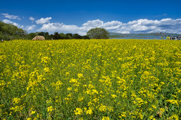 ひたち海浜公園の菜の花