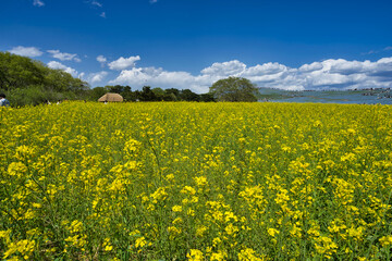 ひたち海浜公園の菜の花