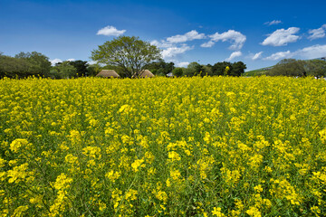 ひたち海浜公園の菜の花