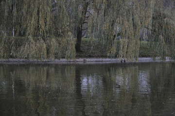 Ducks swim in the lake near the waterfall and take off from the surface of the water Autumn in the park Sports and recreation Lifestyle