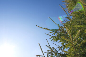 Christmas tree branches against the sky. Winter background.