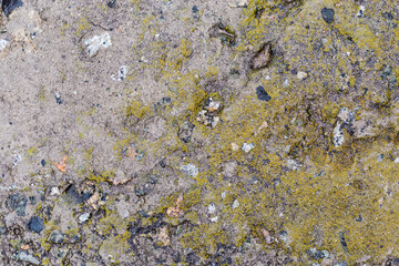 Top view of wet concrete patch partly covered with moss