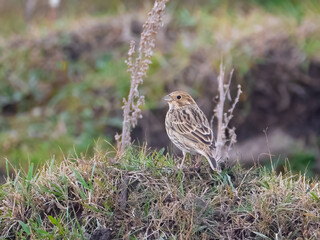 Die Grauammer (Emberiza calandra, Syn.: Miliaria calandra) 