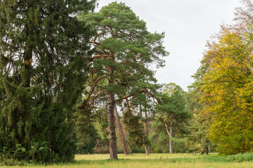 Old coniferous trees among the glade in the autumn park