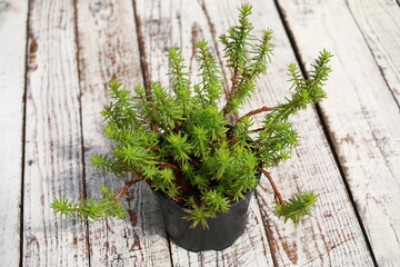 Rozchodnik ościsty Aureum Sedum reflexum - obrazy, fototapety, plakaty