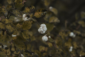 In late autumn, white berries on a bare bush Symphoricarpos albus genus of deciduous shrubs, Honeysuckle family Caprifoliaceae