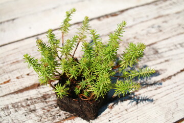 Rozchodnik ościsty Aureum Sedum reflexum