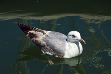 Seagull swimming inside a port in Rimini. 