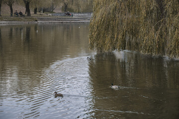 Ducks swim in the lake near the waterfall and take off from the surface of the water Autumn in the park Sports and recreation Lifestyle