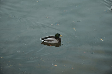 Ducks swim in the lake near the waterfall and take off from the surface of the water Autumn in the park Sports and recreation Lifestyle