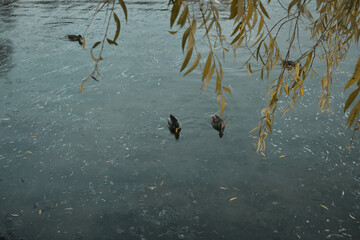 Ducks swim in the lake near the waterfall and take off from the surface of the water Autumn in the park Sports and recreation Lifestyle