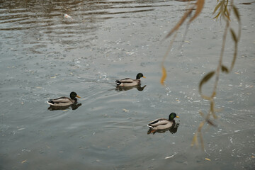 Ducks swim in the lake near the waterfall and take off from the surface of the water Autumn in the park Sports and recreation Lifestyle