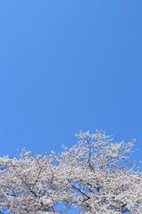 青空と桜