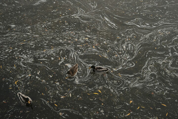 Fototapeta premium Ducks swim in the lake near the waterfall and take off from the surface of the water Autumn in the park Sports and recreation Lifestyle