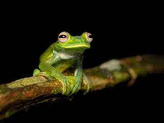 Palmer's tree frog (Hyloscirtus palmeri) is a species of frog in the family Hylidae found in Colombia, Costa Rica, Ecuador, and Panama. Its natural habitats are subtropical or tropical moist lowland
