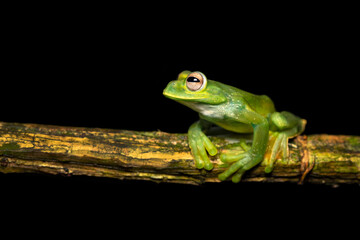 Palmer's tree frog (Hyloscirtus palmeri) is a species of frog in the family Hylidae found in Colombia, Costa Rica, Ecuador, and Panama. Its natural habitats are subtropical or tropical moist lowland