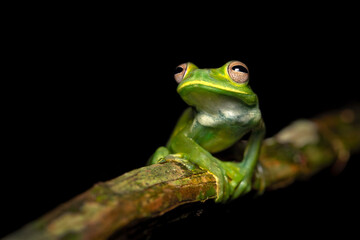 Palmer's tree frog (Hyloscirtus palmeri) is a species of frog in the family Hylidae found in Colombia, Costa Rica, Ecuador, and Panama. Its natural habitats are subtropical or tropical moist lowland