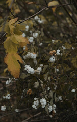 In late autumn, white berries on a bare bush Symphoricarpos albus genus of deciduous shrubs, Honeysuckle family Caprifoliaceae
