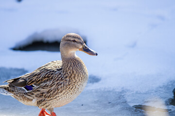 Duck